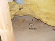 Allstate Animal Control photo mouse under insulation